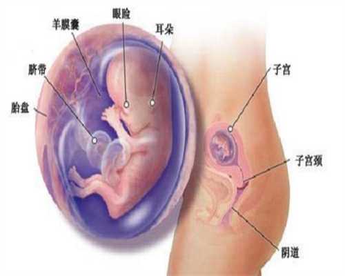 代孕套餐,有没有在泰国做试管婴儿的,狗狗代孕后