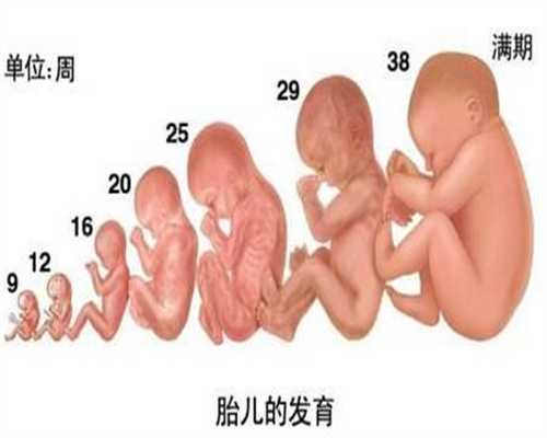上海代怀孕联系电话-试管婴儿成功率排名